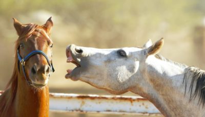 cheval hennit cheval hennit